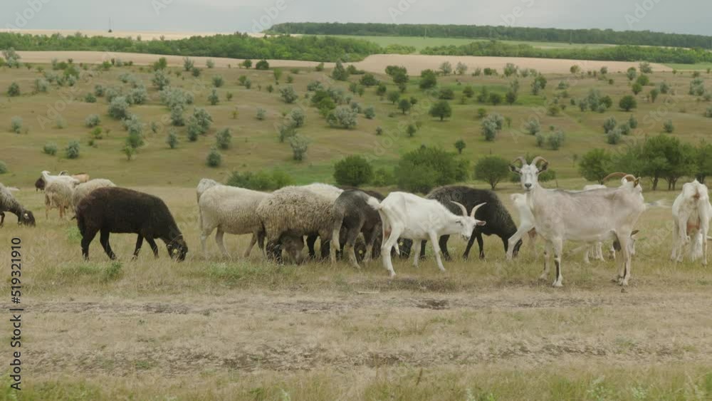 A herd of different goats grazes and sheeps in the meadow and eats grass. Goat farm A herd of different goats grazes and sheeps in the meadow and eats grass. Goat farm