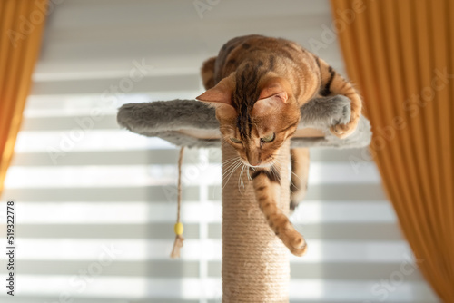 A domestic cat plays on the top of a scratching post.