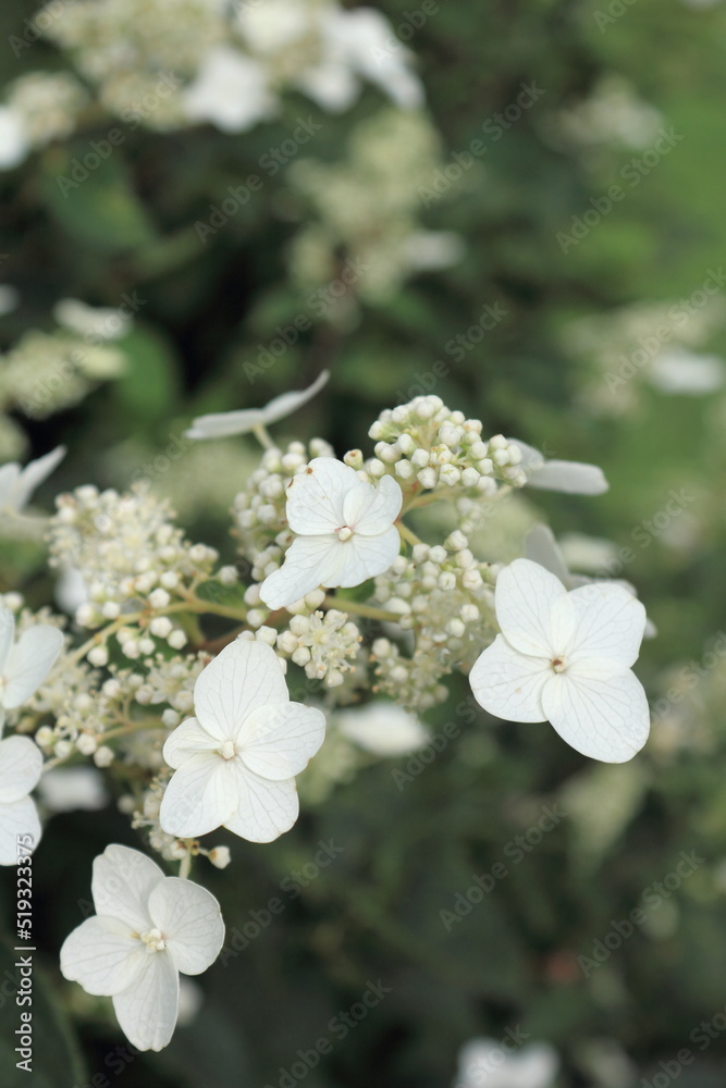 Fototapeta premium ノリウツギの花のクローズアップ