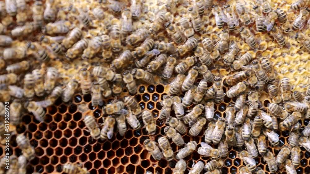Large amount of honey bees working on beehive frame. Large amount of honey bees working on beehive frame.