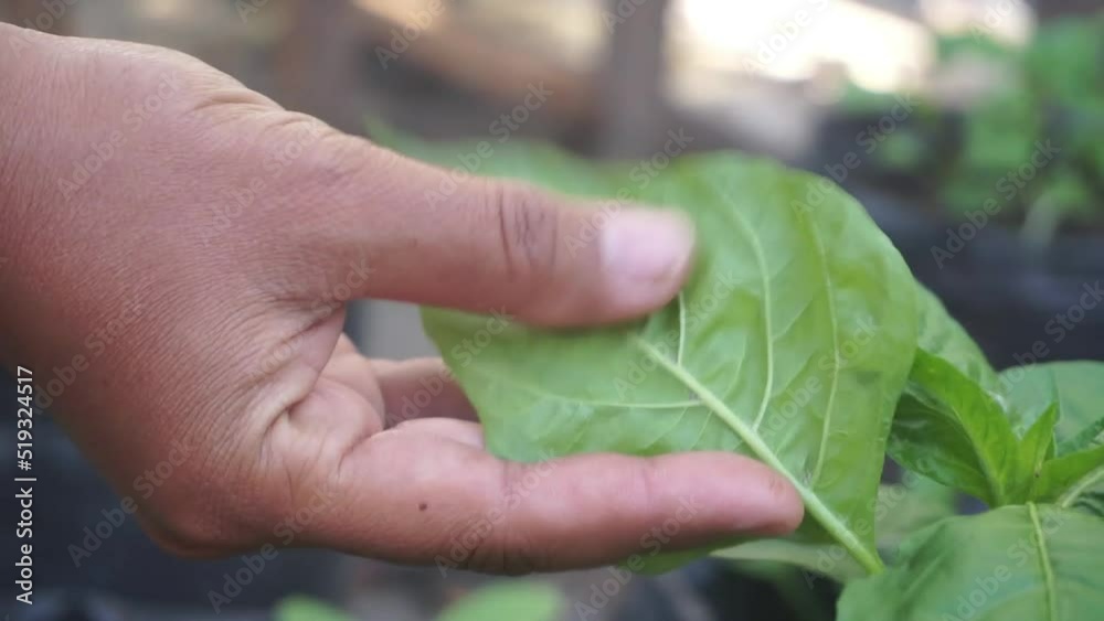Feel the chili leaves, make sure they are free from pests. Plants free of diseases such as patek and similar pests Feel the chili leaves, make sure they are free from pests. Plants free of diseases such as patek and similar pests