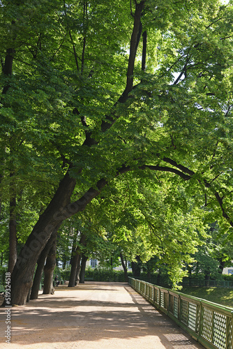 Alley of old lindens trees in Summer Garden, Saint Petersburg, Russia photo