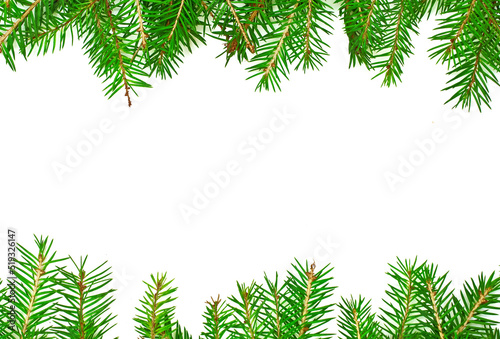 Background from living fir branches for Christmas banners and advertisements.