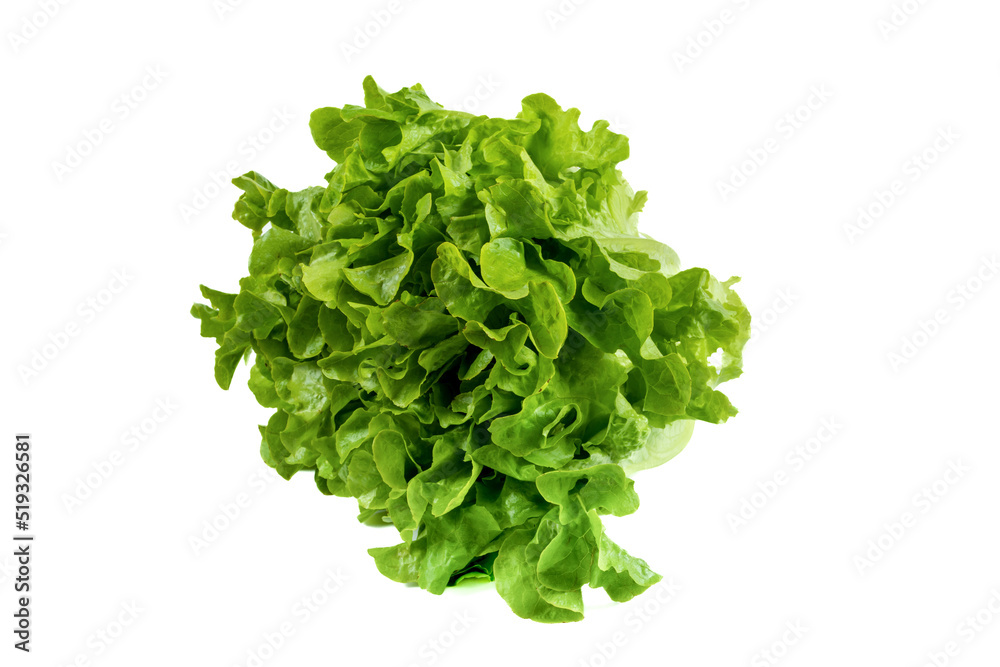 Newly harvested fresh lettuce on isolated white background Newly harvested fresh lettuce on isolated white background