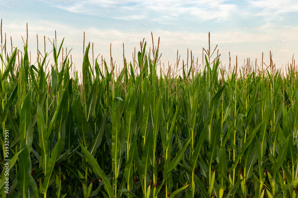 Fototapeta premium Corn field on a sunset.