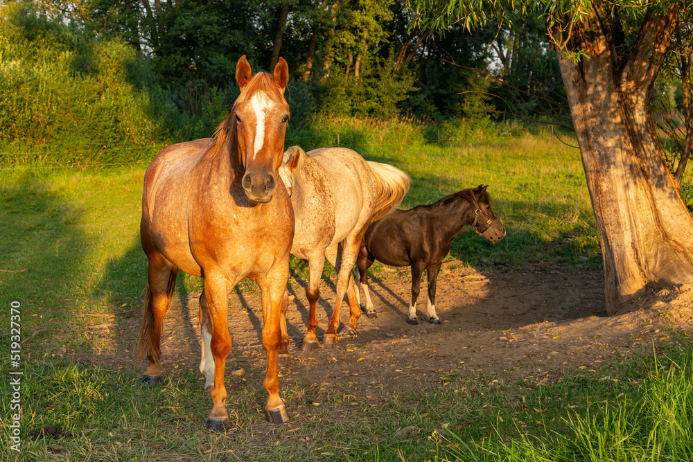 Fototapeta premium Horses walking in a field at sunset.