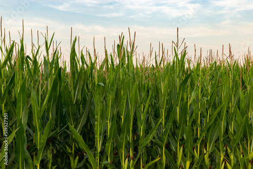 Corn field on a sunset.