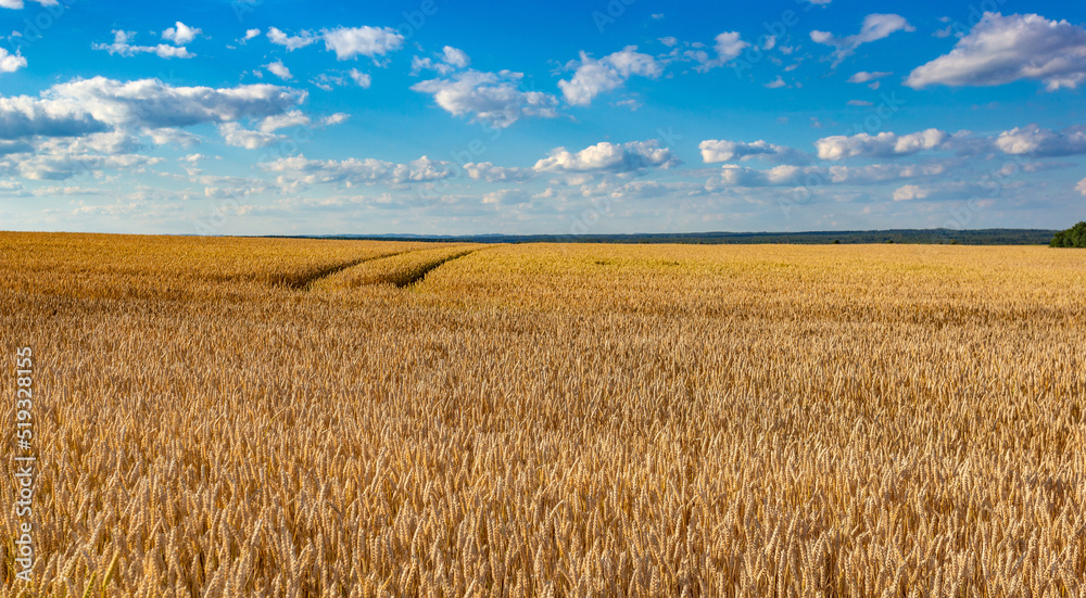 Wheat field on a summer day. Ripe harvest.