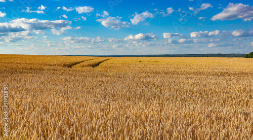 Wheat field on a summer day. Ripe harvest.