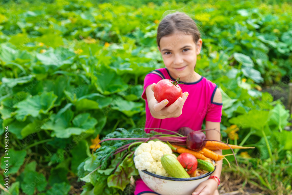 Child in the vegetable garden. selective focus. Child in the vegetable garden. selective focus.