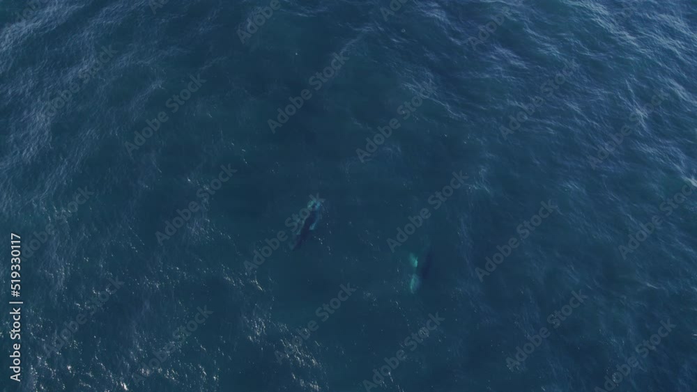 Two Humpback Whales Swimming On The Coast of NSW, Australia. - aerial ...