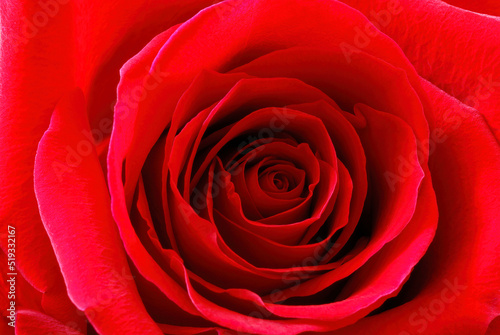 Detail of red rose flower petals  texture. closeup.