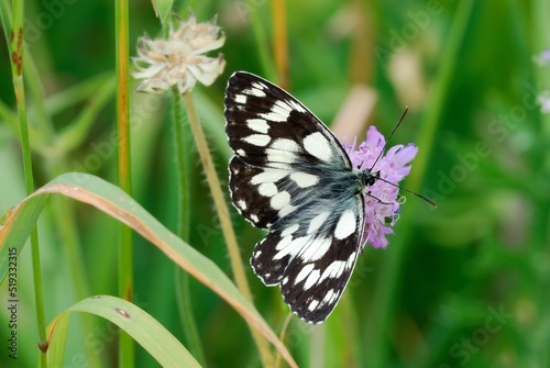 Marbled white butterfly male sitting on a purple flower in a meadow. Tall grass. Genus species Melanargia galathea.