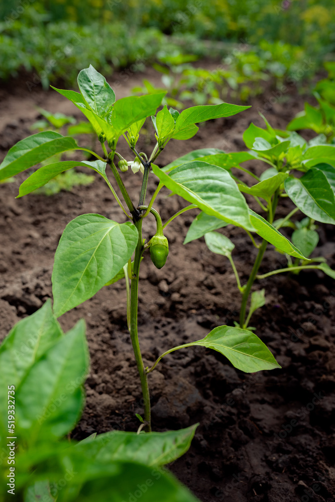 A small pepper fruit will ripen on a bush in the open field A small pepper fruit will ripen on a bush in the open field
