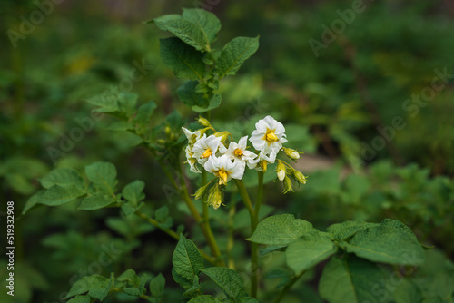 White flowers of potatoes in the open field
