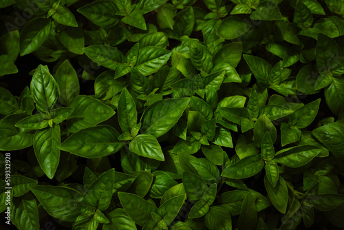 Green basil on a dark background  top view