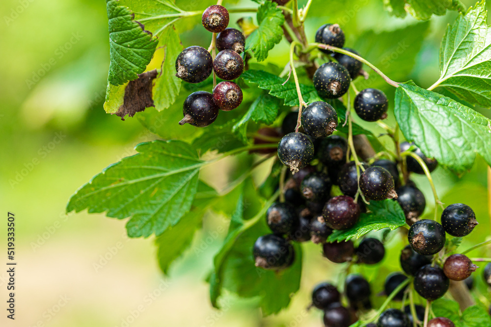 Macro shot of ripening blackcurrant berries in the garden. high quality photo Macro shot of ripening blackcurrant berries in the garden. high quality photo