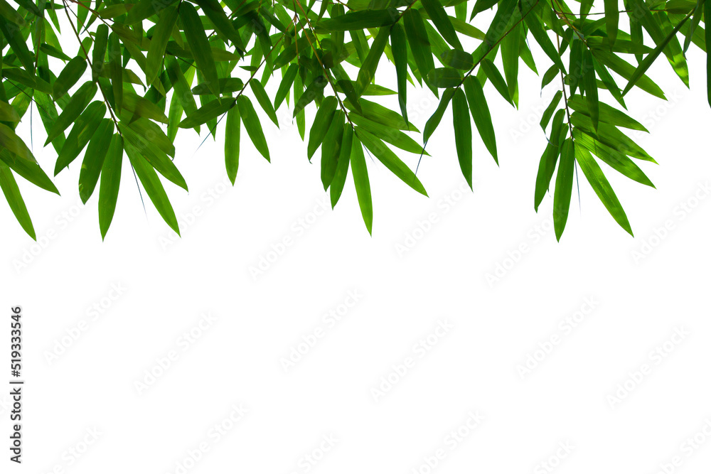 Bamboo leaves frame isolated on white background in forest. Light fresh jungle with growing, green bamboo leaves, zen bamboo. Single object with clipping path. Bamboo leaves frame isolated on white background in forest. Light fresh jungle with growing, green bamboo leaves, zen bamboo. Single object with clipping path.