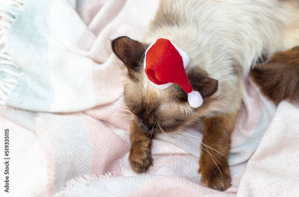 siamese thai cat with santa claus little cap sitting on the floor,pink warm soft scarf.angry upset kitty lying on floor,eyes half closed.christmas concept,new year,winter holidays.domestic pets