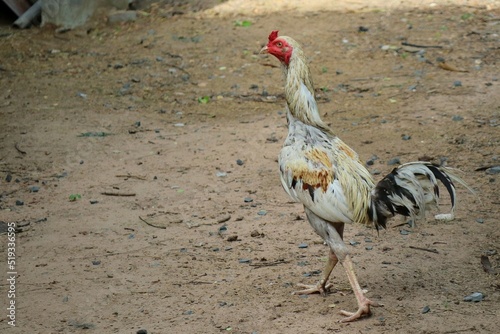 Beautiful Bantam male walking on the ground in domestic farm. Animal and outdoor concept.
