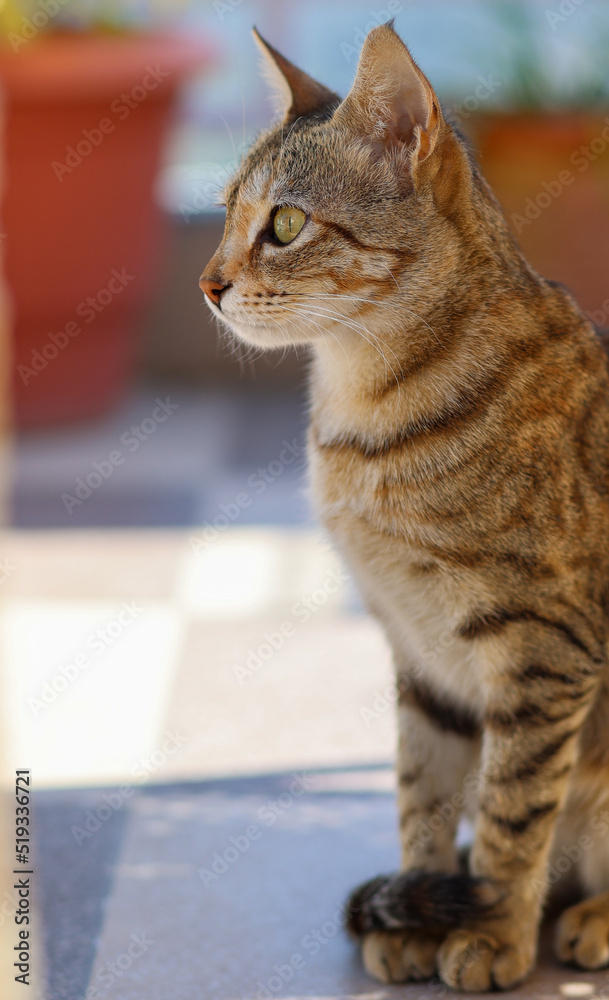 Fototapeta premium Portrait of a cat