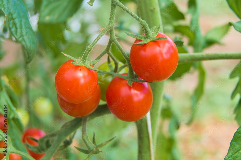 Bright red mini tomatoes on the branch ripe for picking Bright red mini tomatoes on the branch ripe for picking