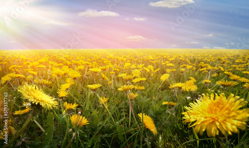 dandelion vintage panorama flowers sunset mood field