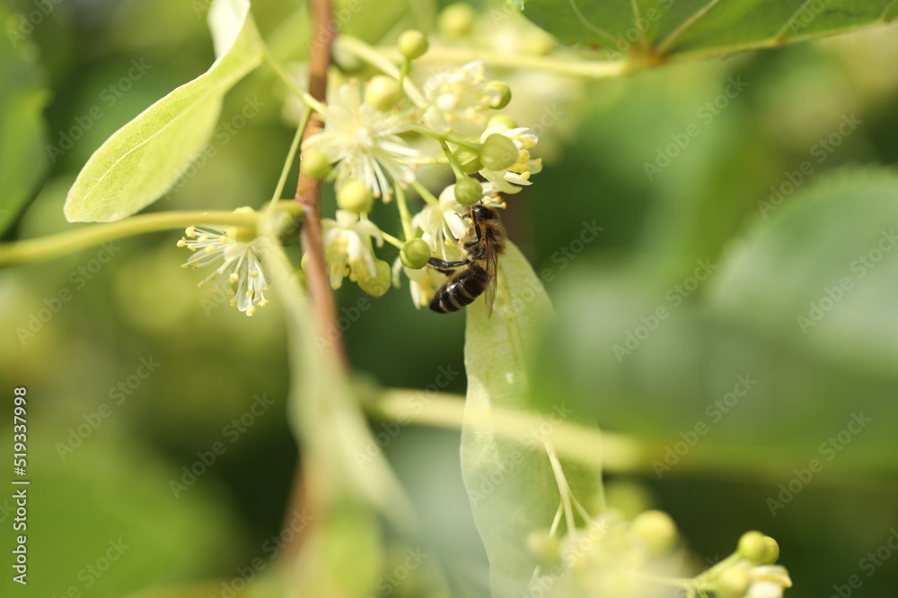 small beautiful bee on the linden tree blossom in the garden small beautiful bee on the linden tree blossom in the garden