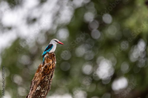 Guarda-rios pousado em tronco.