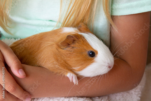 A guinea pig sits in the hands of the hostess. A little girl holds a red-and-white guinea pig in her arms. High quality photo photo