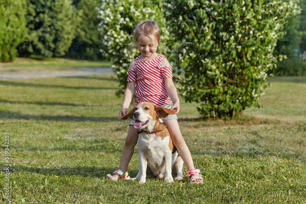 Obraz premium little white girl is playing with a beagle dog. photo shoot in summer on the street