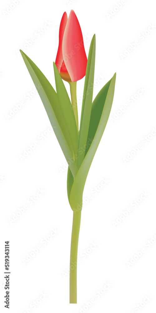 red tulip isolated on white red tulip isolated on white