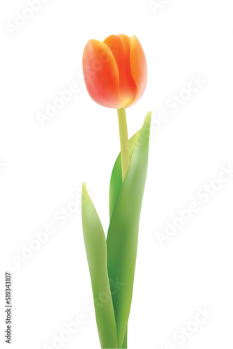 red tulips vector illustration