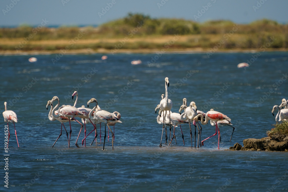 A group of Greater Flamingos (Phoenicopterus roseus) feeding in the lake