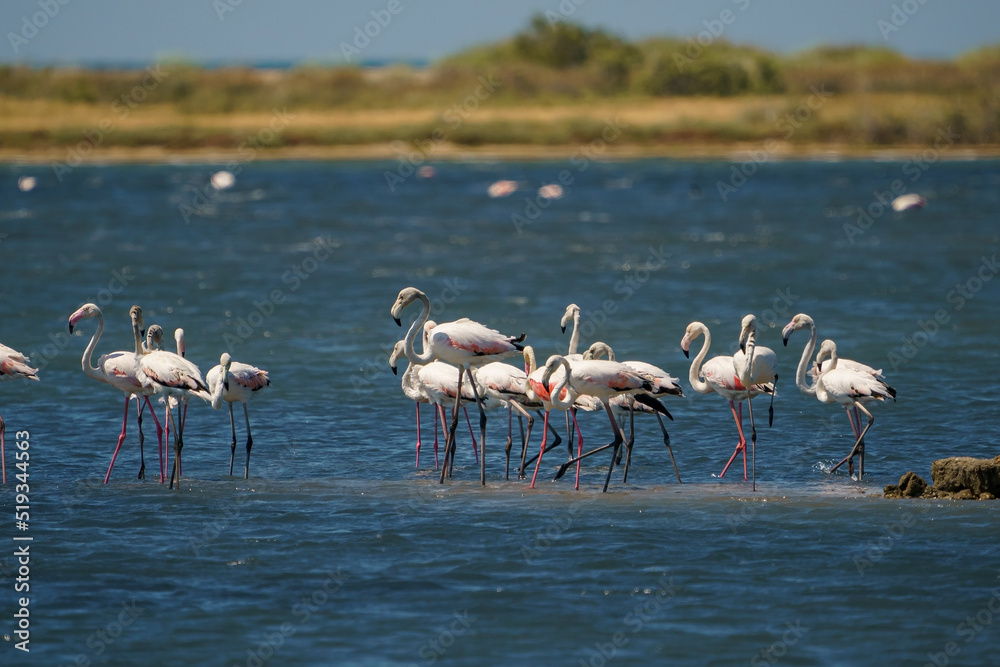 A group of Greater Flamingos (Phoenicopterus roseus) feeding in the lake