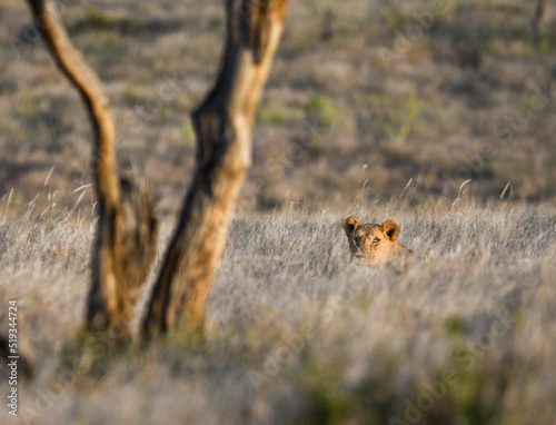 Lioness Peeks Above the Tall Grass to Survey the Savanna photo