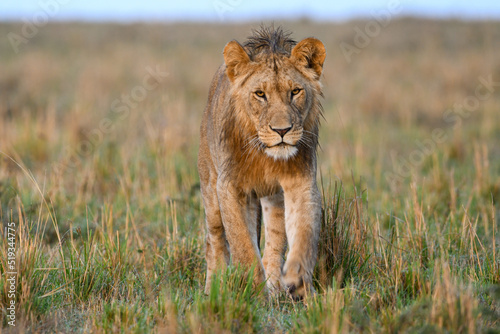 Young Lion Walking Across the Savanna photo