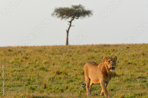 Lion and Acacia Tree on the African Savanna photo