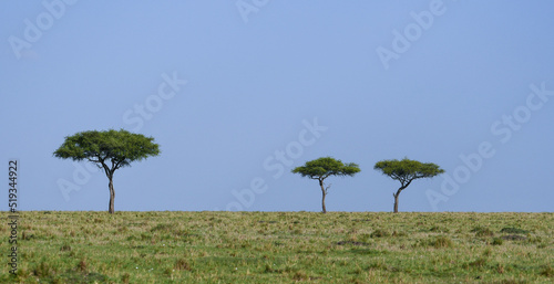 Three Acacia Trees on the African Savanna