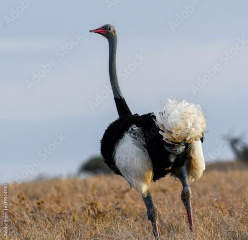 A Male Somali Ostrich on the Wild African Plains