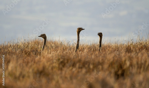 Konstfotografi Three Somali Ostrich Infants Peek Above the High Grass of the African Plains