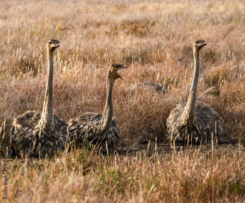 Baby Somali ostrich in the wild
