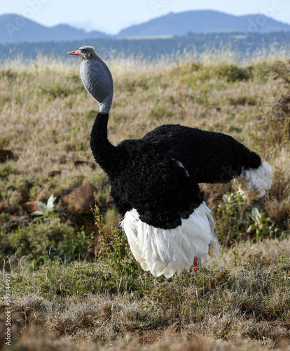 Male Somali Ostrich Puffing Neck for Mating Ritual on the Kenyan Plains