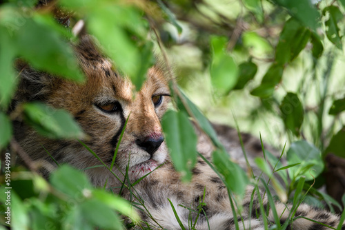 Cheetah Cub with Blood on Face Resting Under a Bush After Eating a Thomson's Gazelle Kill