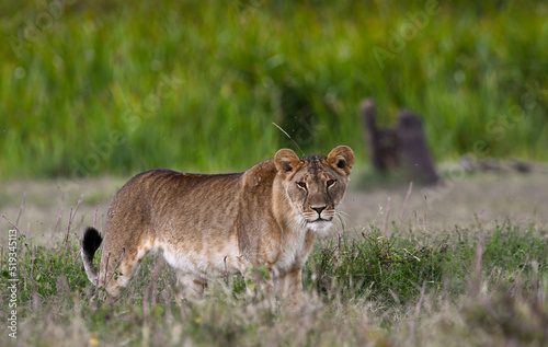 Lioness Walking Across the Plains