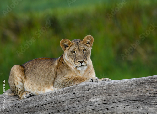 Lioness Rests on a Hollowed Log photo