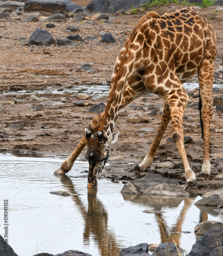 Giraffe Drinking Water out of the Mara River