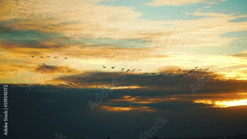 Birds flying in a beautiful sunset. bird migration. photo