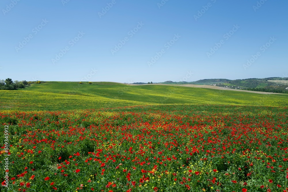field of poppies Val d'Orcia San Quirico. Orcia valley, Val d'Orcia, Tuscany, Italy, red poppy bloom