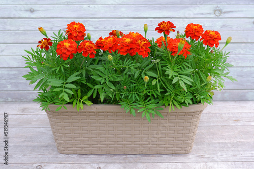 Fototapeta Naklejka Na Ścianę i Meble -  Bright orange flowers in a long pot on a wooden background. Care and cultivation of marigolds, tagetes or Mexican calendula at home, home gardening, farming, landscaping and decoration of city streets